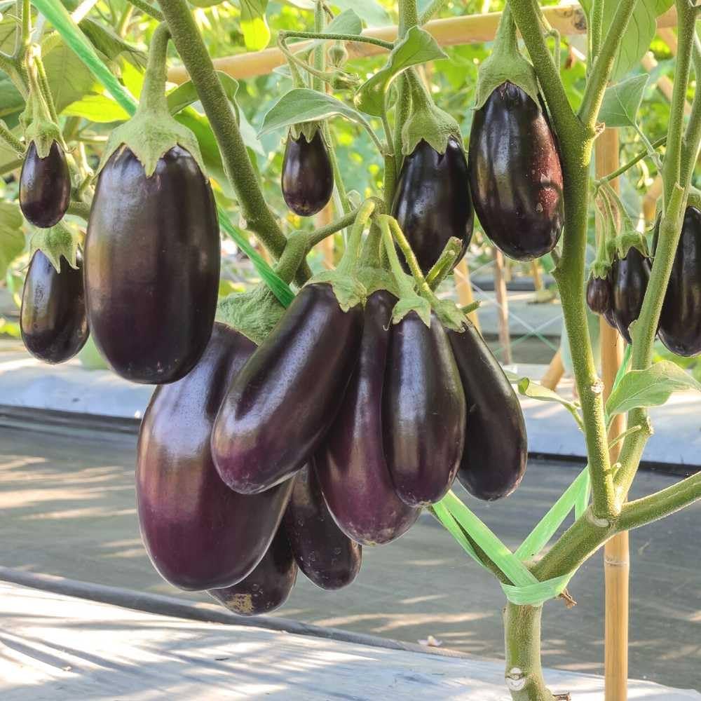 Brinjal Seeds for Home & Terrace Gardening