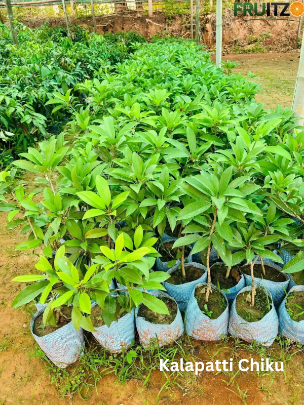 The Family Nutrition Garden Pack Grafted & Healthy Plants for Home & Terrace Gardening (1.5--2.5'ft)