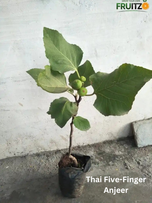 High Value Fruit Combo Grafted & Healthy Plants for Home & Terrace Gardening (1.5--2.5'ft)