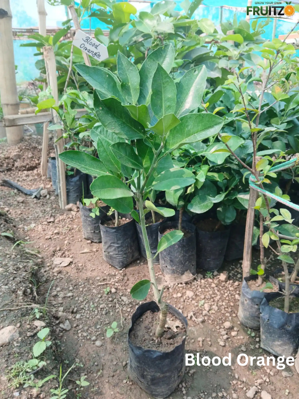 Juicy Tangy Citrus Combo for Home & Terrace Gardening