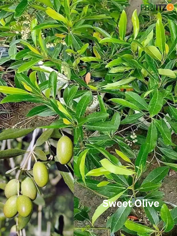 All Taste Fruit Combo Grafted & Healthy Plants for Home & Terrace Gardening (1.5--2.5'ft)