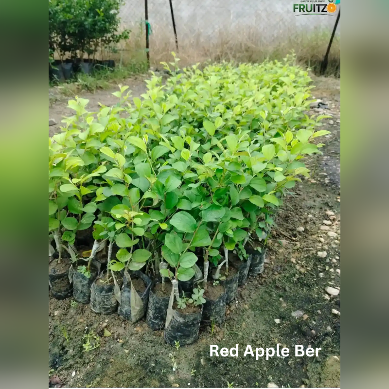 Low Maintenance Easy Grow Combo Grafted & Healthy Plants for Home & Terrace Gardening