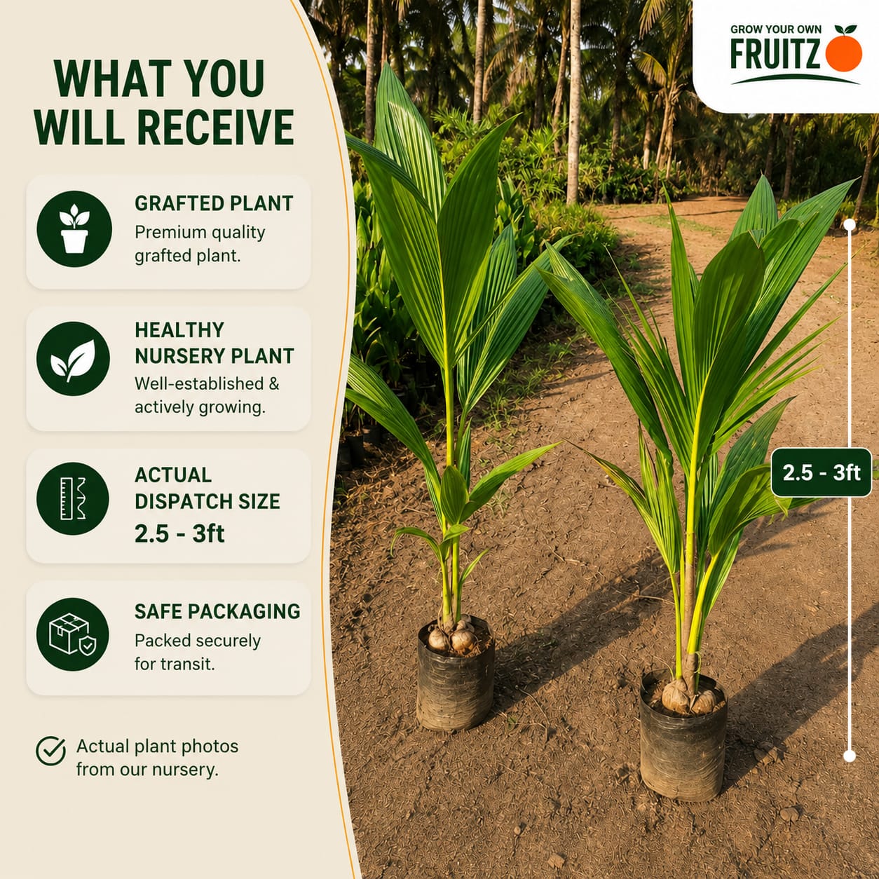 Chandra Laksha coconut plants 2.5-3Feet for Home & Terrace Gardening