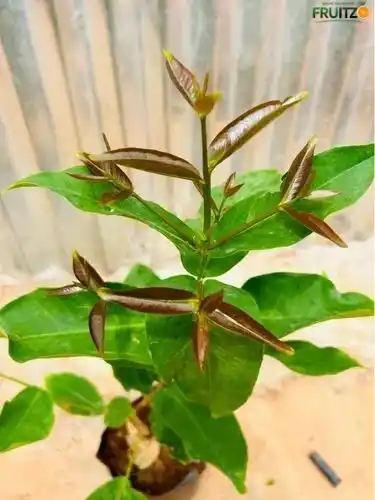 Red Water Apple Grafted Plant For Home & Terrace Gardening