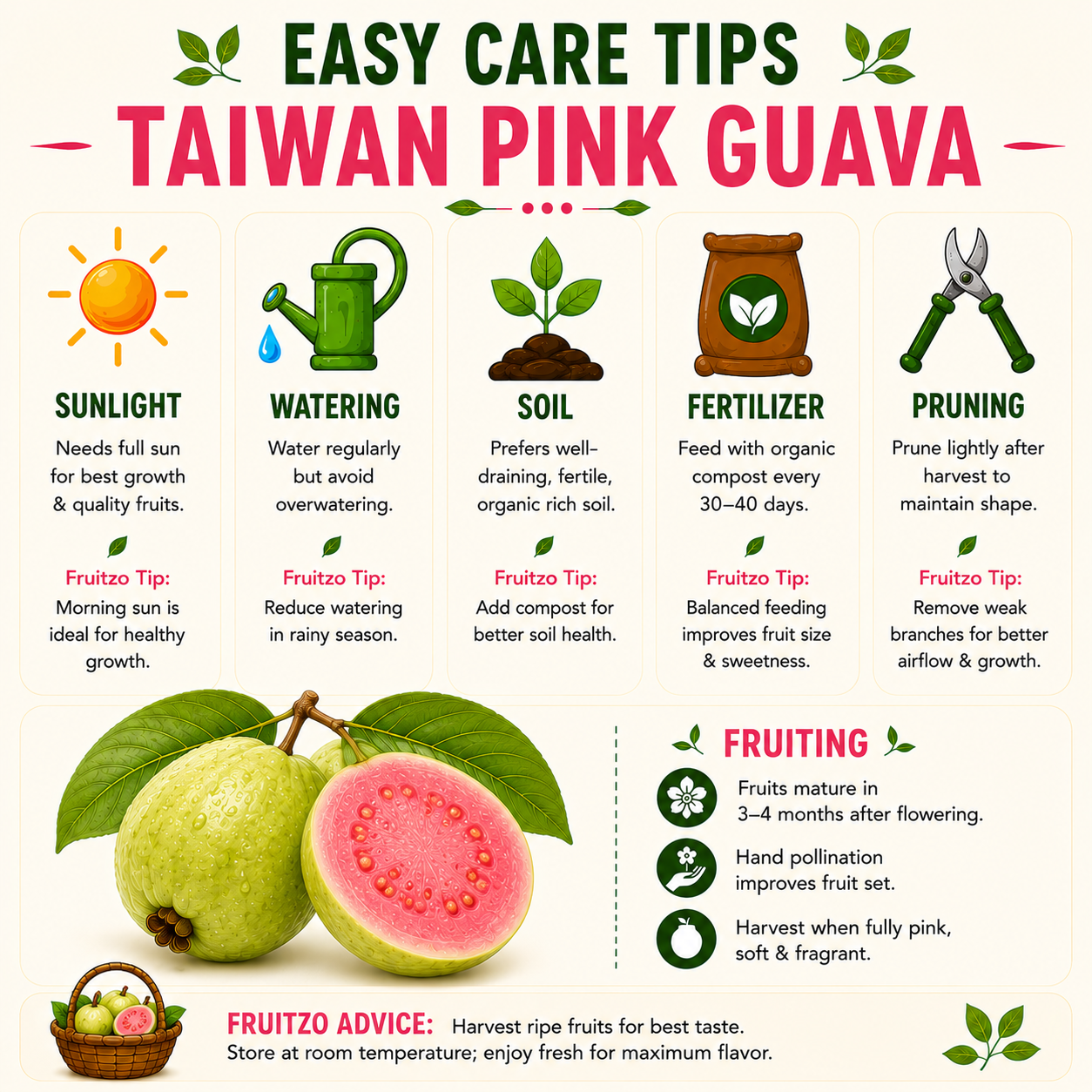 Taiwan Pink Guava Grafted Plant  For Home & Terrace Gardening