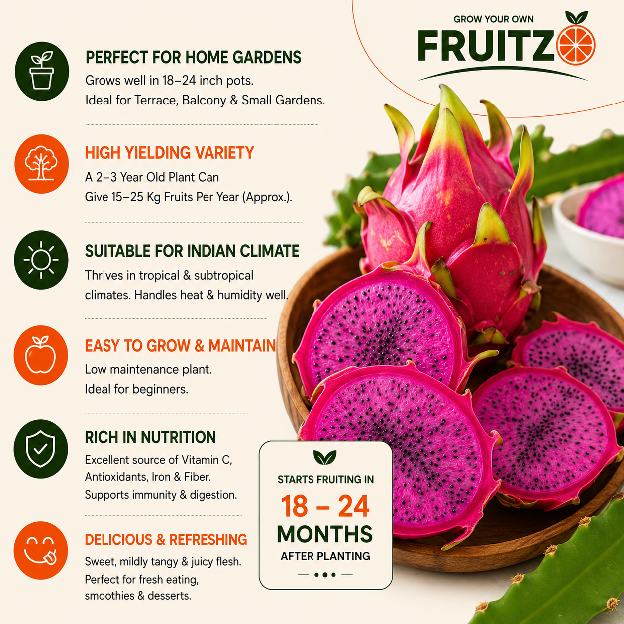 Dragon fruit large Plant for Home & Terrace Gardening