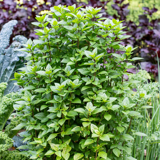 Basil Seeds for Home & Terrace Gardening