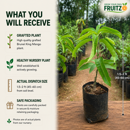 Brunei King Mango Grafted Live Plant for Home & Terrace Gardening