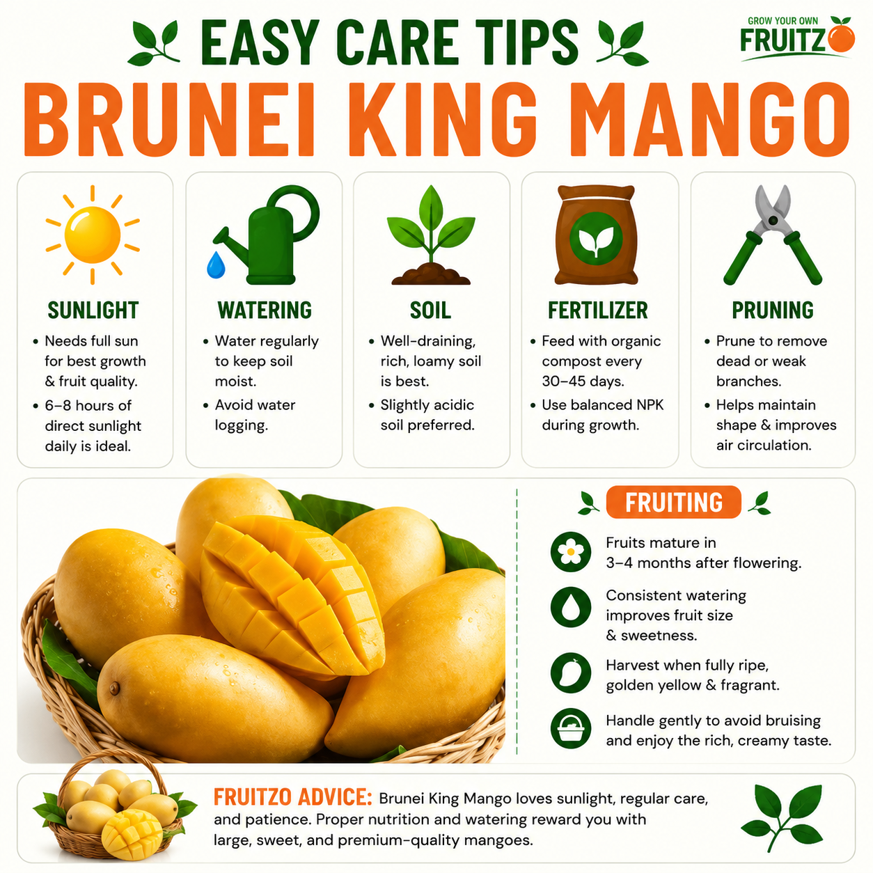 Brunei King Mango Grafted Live Plant for Home & Terrace Gardening