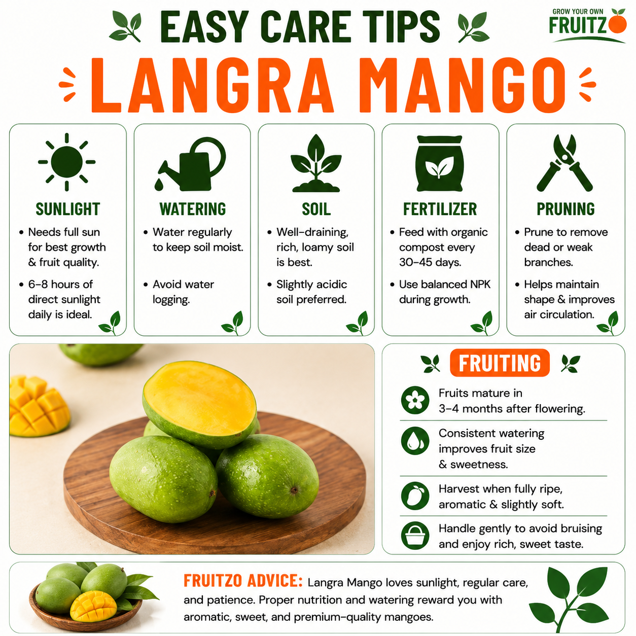 Langra Mango grafted Plant 1.5 - 2 Feet