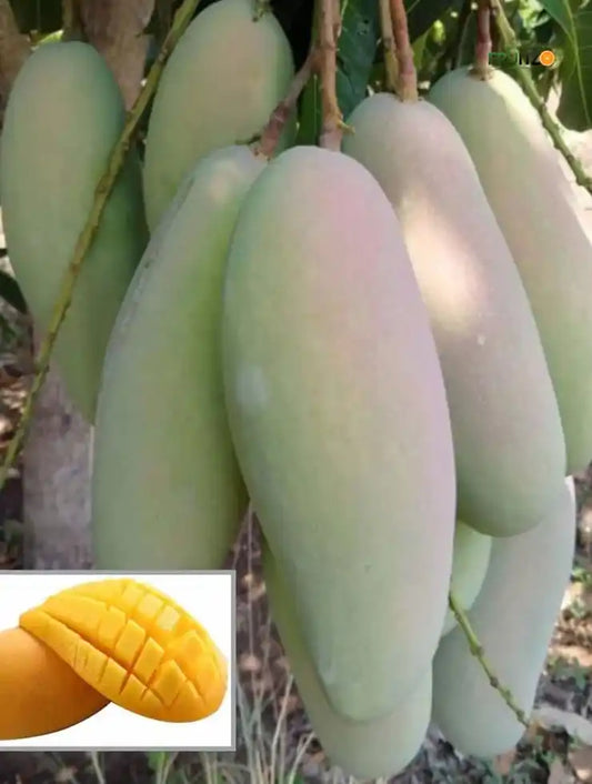 3 Test Mango Grafted Plant for Home & Terrace Gardening