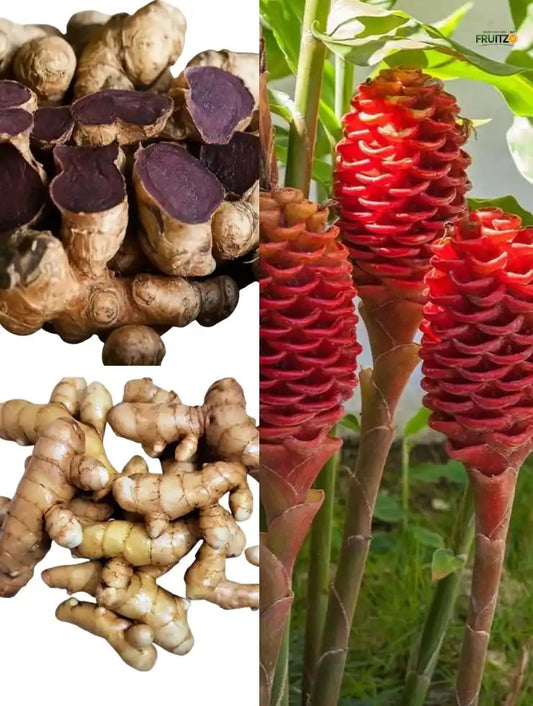 3 Unique Rare Mediational Ginger Combo For Terrace And Home Garden