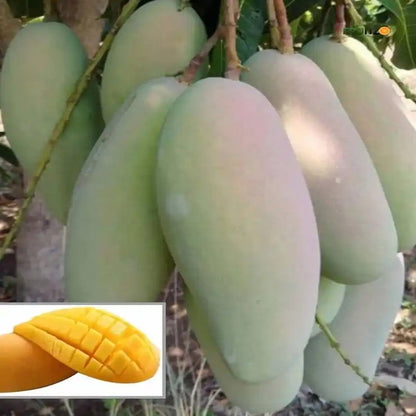 3 Test Mango Grafted Plant for Home & Terrace Gardening