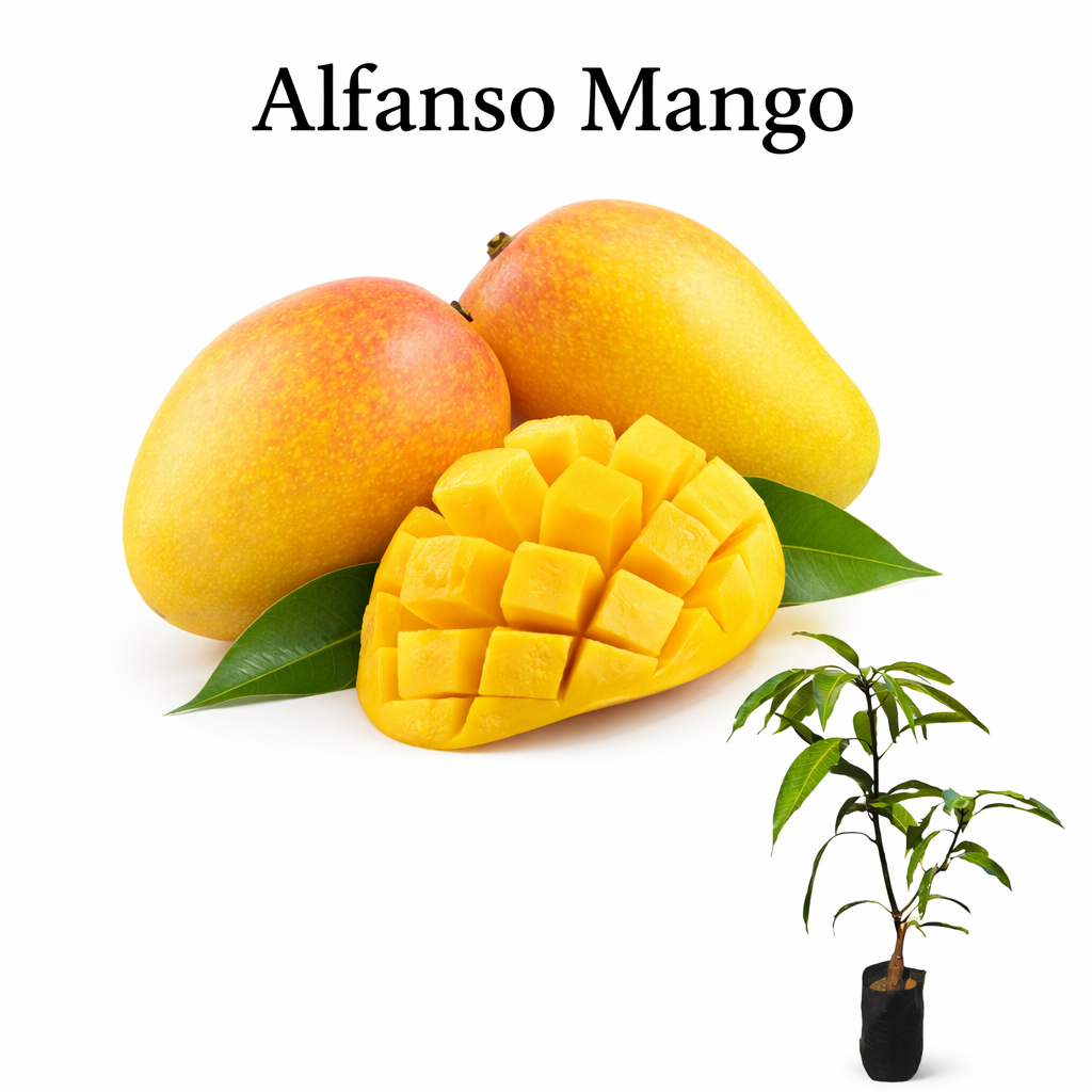 Alfanso Mango Grafted Plant ( 1.5 - 2 feet )
