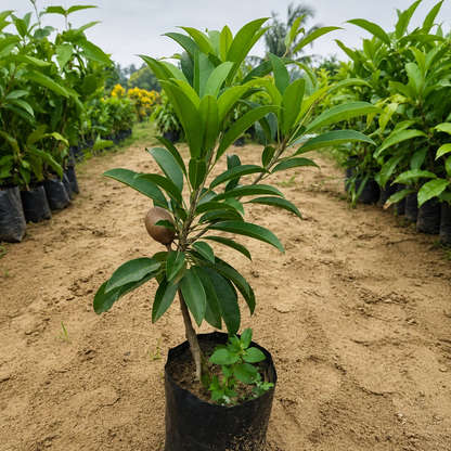 Kalapatti Chiku Grafted plant 1- 2 Feet For Home And Terrace Garden
