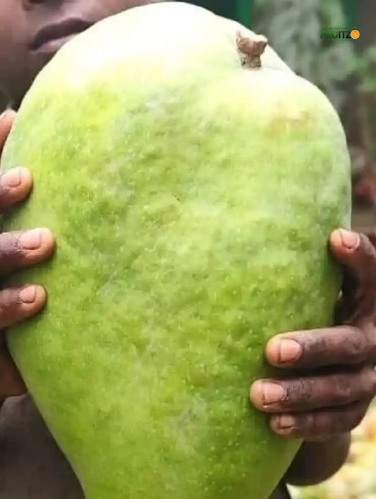 4 kg Mango Grafted Plant For Home & Terrace Gardening