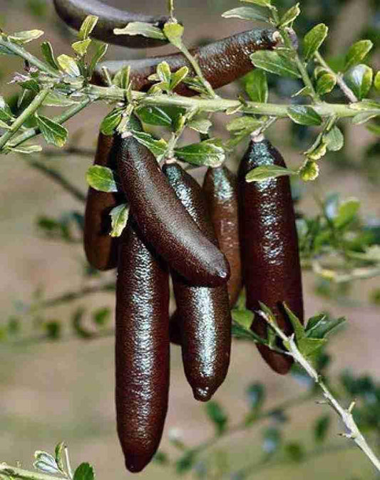 black Finger Orange Grafted Plant For Home | Terrace Gardening