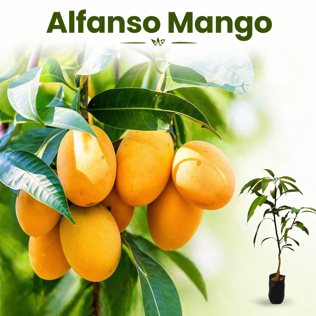 Alfanso Mango Grafted Plant ( 1.5 - 2 feet )