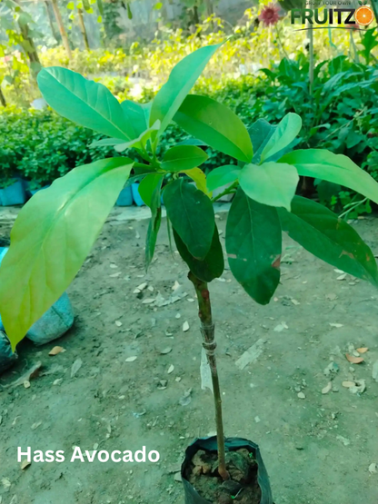 High Value Fruit Combo Grafted & Healthy Plants  for Home & Terrace Gardening (1.5--2.5'ft)