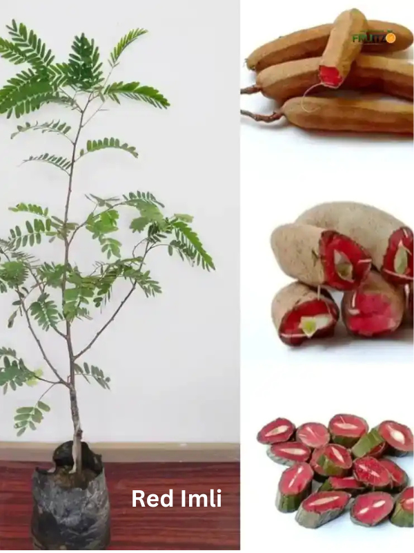 Desi Chatpata Garden Combo Grafted & Healthy Plants (1.5--2.5'ft)  for Home & Terrace Gardening