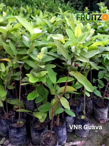 Daily Immunity Fruit Plants Combo Grafted & Healthy Plants  for Home & Terrace Gardening (1.5--2.5'ft)
