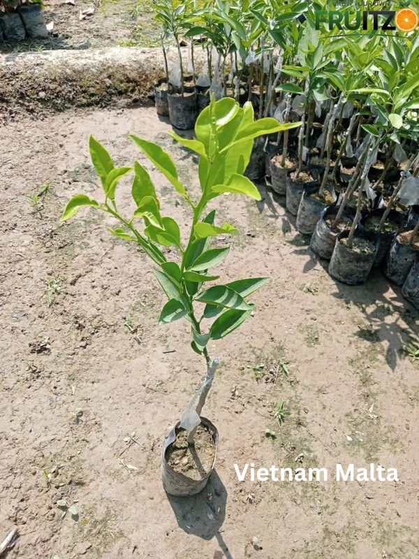 Juicy Tangy Citrus Combo for Home & Terrace Gardening