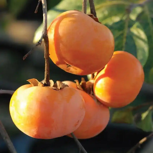 Pershimon Grafted plants 1.5-2 Feet for Home & Terrace Gardening