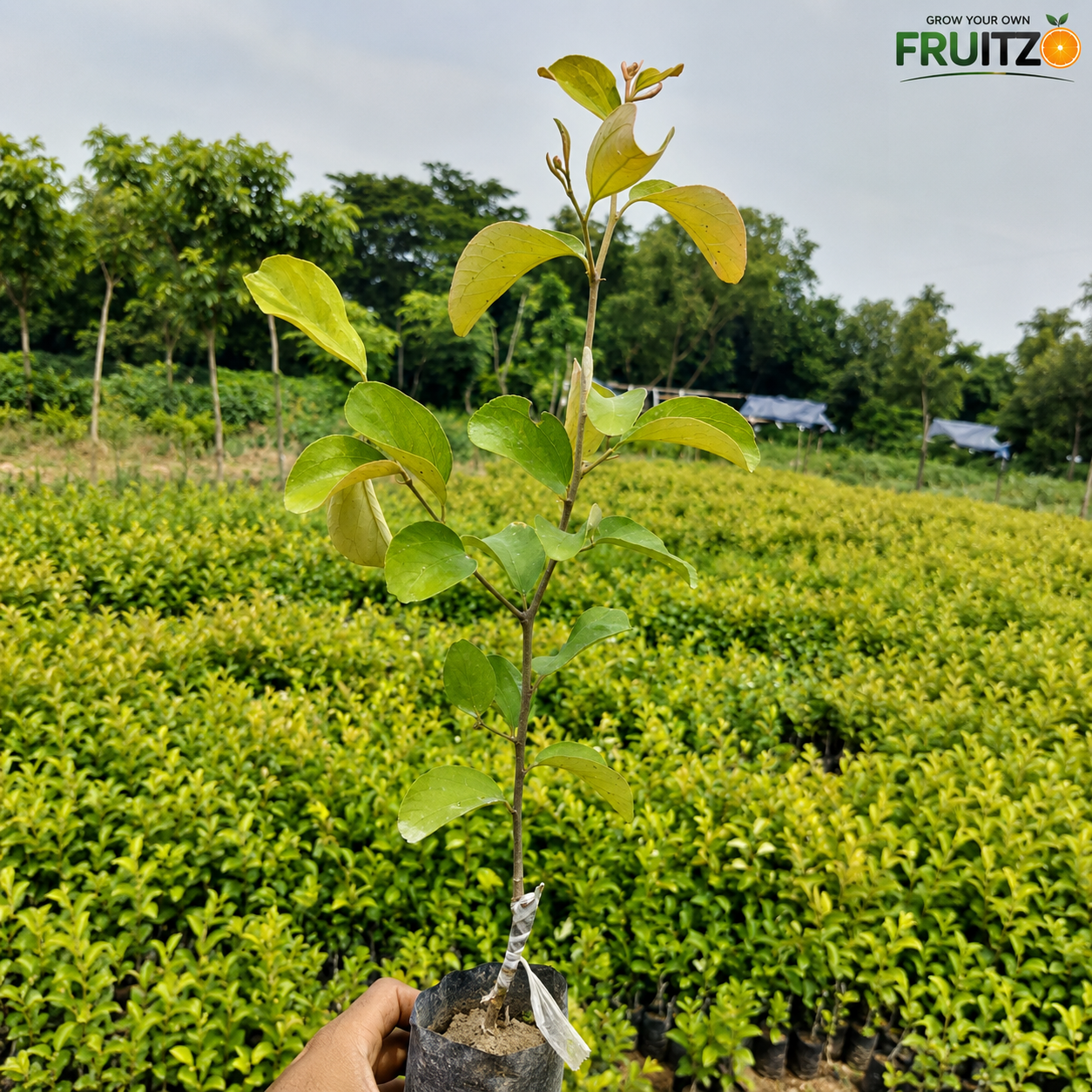 Kashmir Green Apple Ber – Crisp, Sweet & High-Yield  Grafted Fruit Plant for Home & Terrace Gardening
