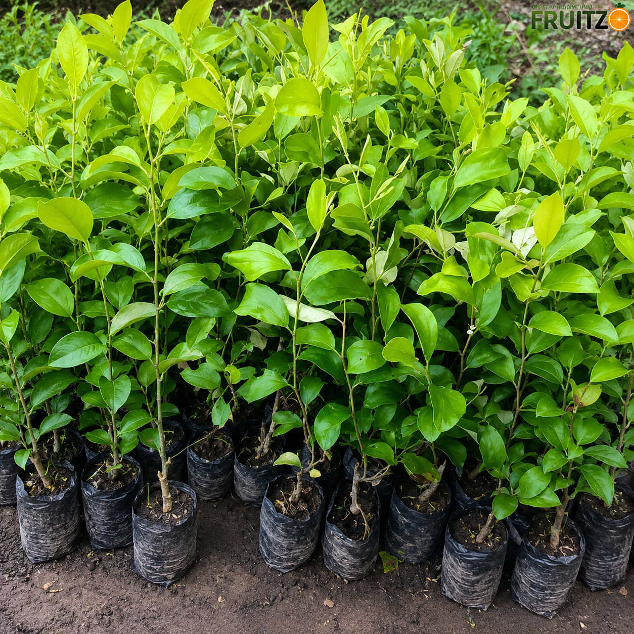 Kashmir Green Apple Ber – Crisp, Sweet & High-Yield  Grafted Fruit Plant for Home & Terrace Gardening