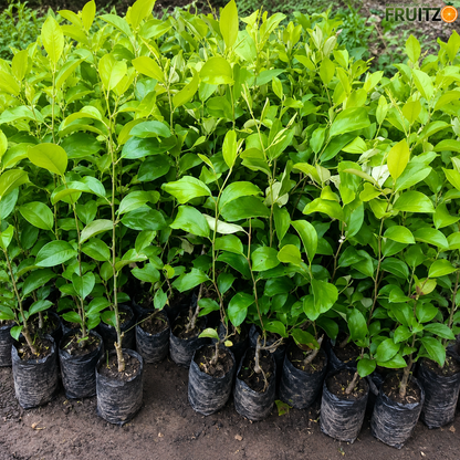 Kashmir Green Apple Ber – Crisp, Sweet & High-Yield  Grafted Fruit Plant for Home & Terrace Gardening