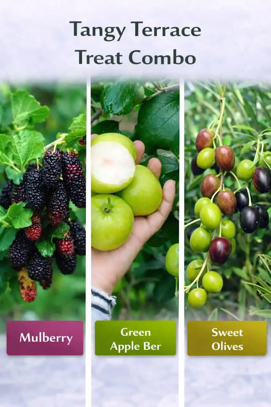 Tangy Terrace Treat Combo Grafted & Healthy Plants (1.5--2.5'ft)  for Home & Terrace Gardening