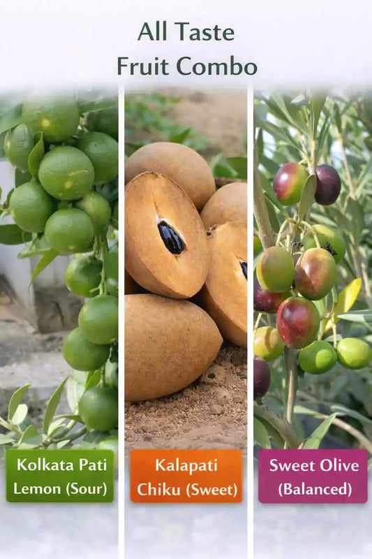 All Taste Fruit Combo Grafted & Healthy Plants  for Home & Terrace Gardening (1.5--2.5'ft)