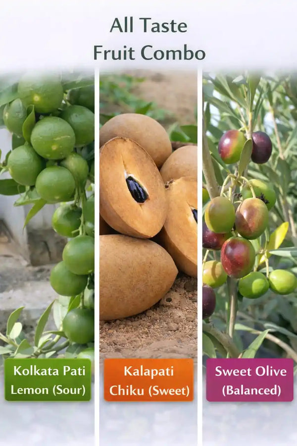 All Taste Fruit Combo Grafted & Healthy Plants  for Home & Terrace Gardening (1.5--2.5'ft)