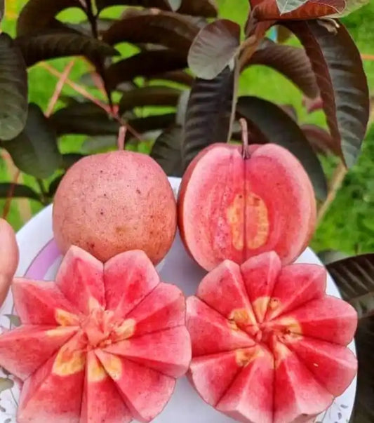 Black Diamond Seedless Grafted Guava Plant  For Home & Terrace Gardening