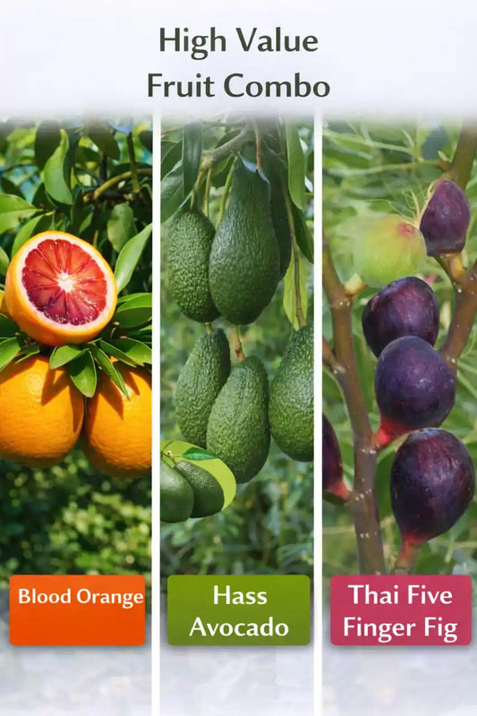 High Value Fruit Combo Grafted & Healthy Plants  for Home & Terrace Gardening (1.5--2.5'ft)
