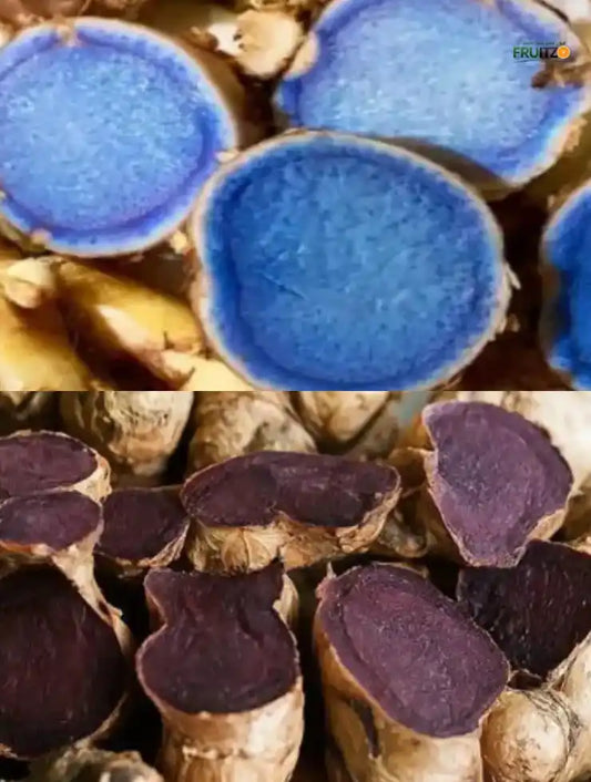 Natural Healing Black Turmeric & Black Ginger Combo for Home & Terrace Gardening