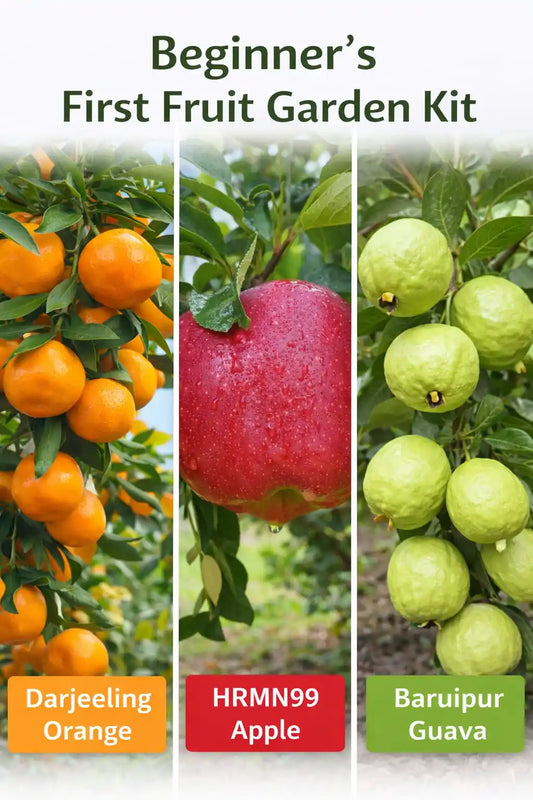 Beginner’s First Fruit Garden Kit Grafted & Healthy Plants for Home & Terrace Gardening (1.5--2.5'ft)