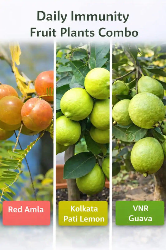 Daily Immunity Fruit Plants Combo Grafted & Healthy Plants  for Home & Terrace Gardening (1.5--2.5'ft)