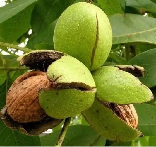 Walnut Grafted plants 1.5-2 Feet  for Home & Terrace Gardening