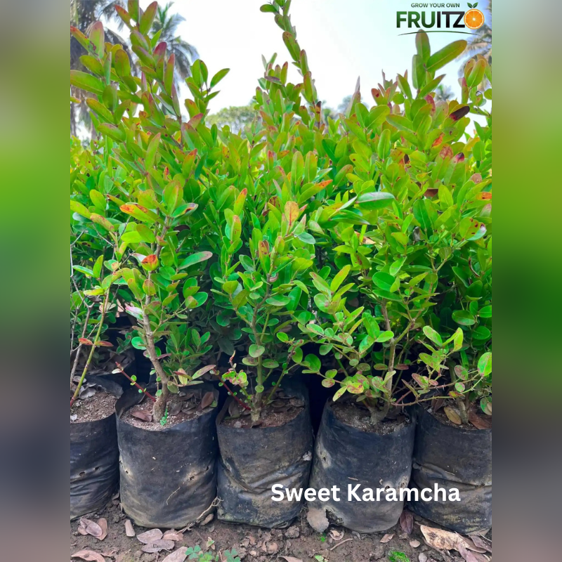 Desi Chatpata Garden Combo Grafted & Healthy Plants (1.5--2.5'ft)  for Home & Terrace Gardening