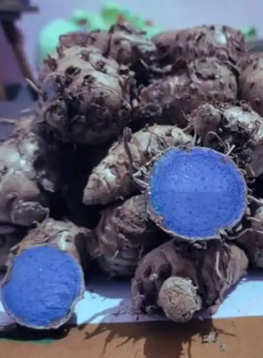 Highly Beneficial Black Turmeric (Kali Haldi) Plant for Home & Terrace Gardening
