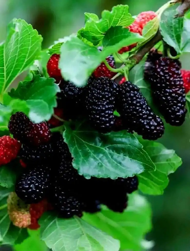Mulberry Grafted Fruit Plant for Home & Terrace