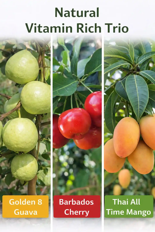 Natural Vitamin Rich Trio Grafted & Healthy Plants  for Home & Terrace Gardening(1.5--2.5'ft)