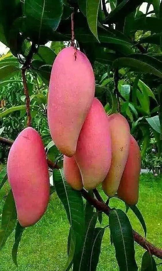 Red ivory mango Grafted Plant  For Home & Terrace Gardening