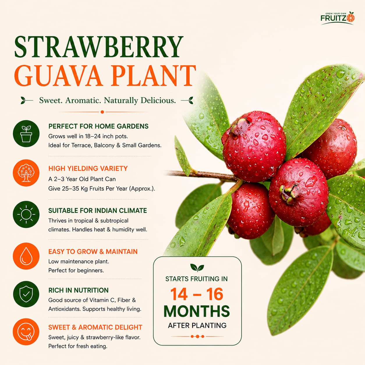 Strawberry Guava – A Perfect grafted Fruit PlantFor Home & Terrace Gardening