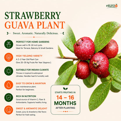 Strawberry Guava – A Perfect grafted Fruit PlantFor Home & Terrace Gardening