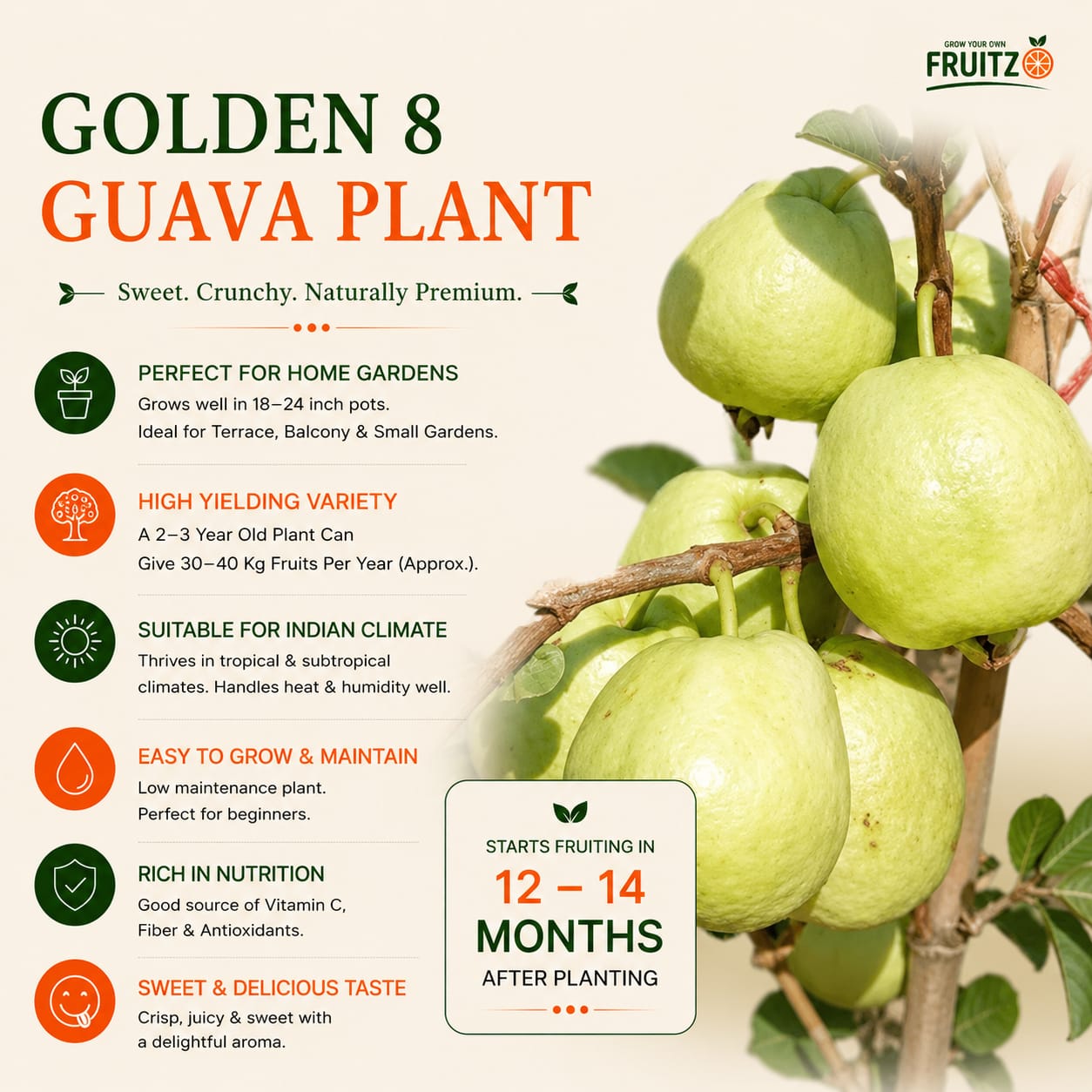 Golden 8 guava Grafted Plant For Home & Terrace Gardening