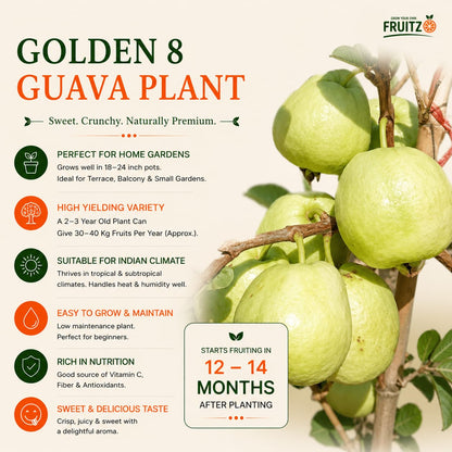 Golden 8 guava Grafted Plant For Home & Terrace Gardening