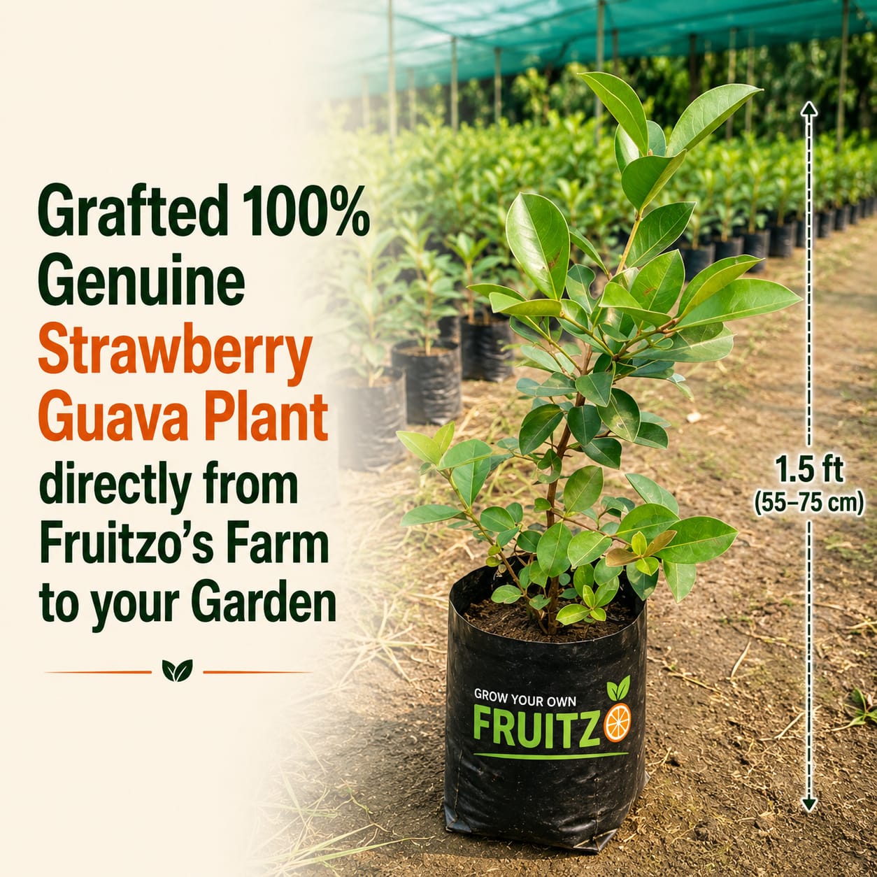 Strawberry Guava – A Perfect grafted Fruit PlantFor Home & Terrace Gardening