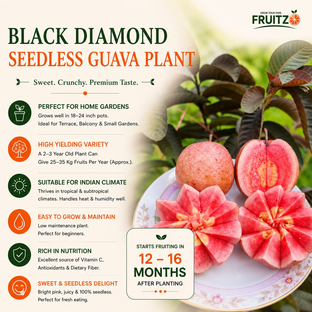 Black Diamond Seedless Grafted Guava Plant  For Home & Terrace Gardening